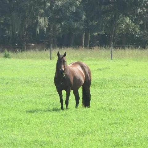 thumbnail for publication: Pastures and Forage Crops for Horses
